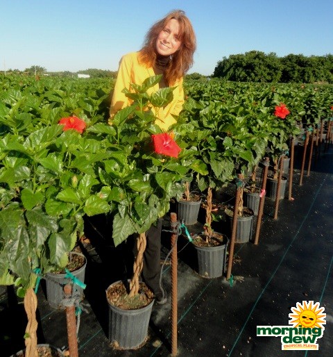 hibiscus braid red tree