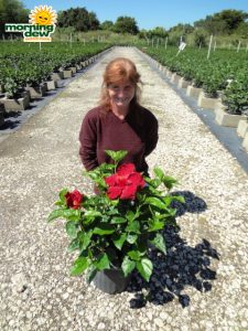 hibiscus bush red andrea