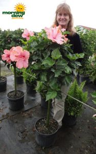 hibiscus double tree