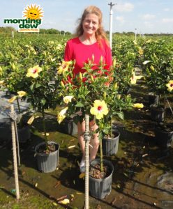 hibiscus standard yellow