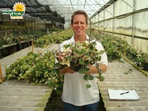 hoya carnosa variegated