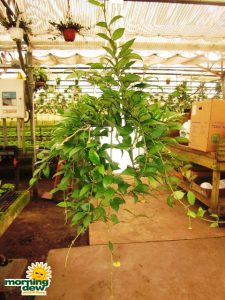 hoya lacunosa hanging basket