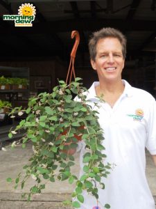 hoya pubea hanging basket