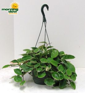 hoya tricolor hanging basket