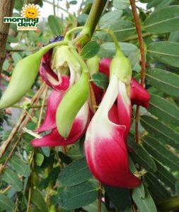 hummingbird tree sesbania grandiflora bloom