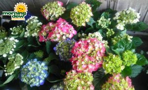 hydrangea bloom
