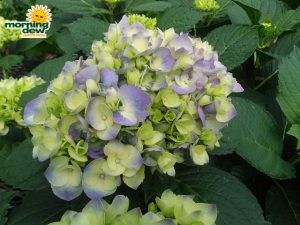 hydrangea bloom