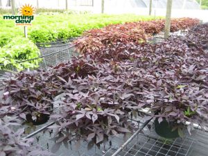 ipomoea sweet potato vine black tie