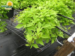 ipomoea potato vine margarita