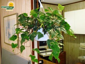 ivy algerian variegated Hanging Basket