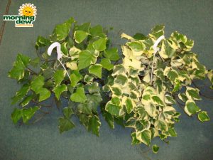 ivy algerian variegated marengo