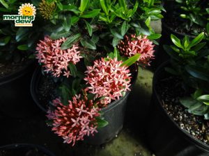 ixora bloom petite pink