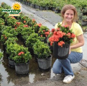 ixora dwarf red