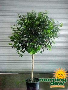 jasmine lakeview tree