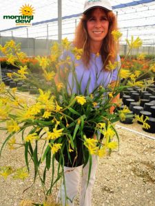 kangaroo paw anigozanthos