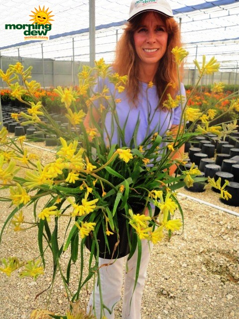 kangaroo paw anigozanthos