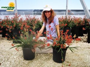 kangaroo paw anigozanthos