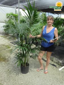 kentia palm hawaiian