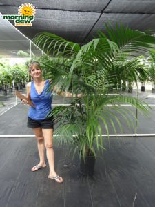 kentia palm hawaiian