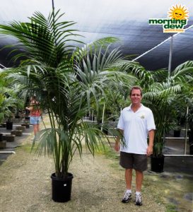 kentia hawaiian palm