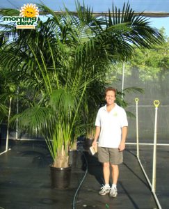 kentia hawaiian palm