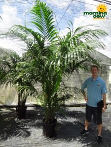 kentia hawaiian palm