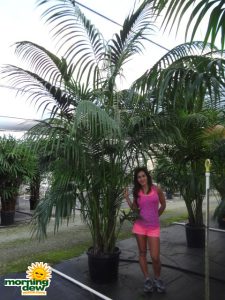 kentia hawaiian palm