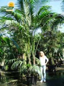 kentia hawaiian palm