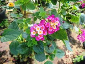 lantana bloom bicolor confetti pink
