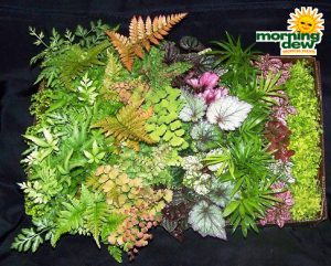 make your own terrarium plants