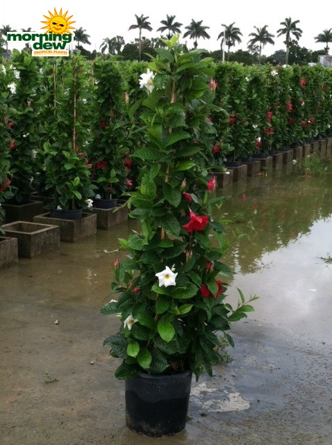 mandevilla multi color tripod