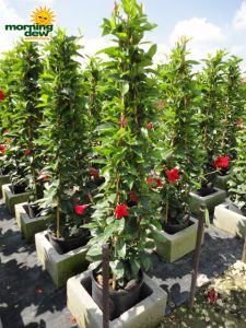mandevilla red giant tripod