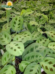 maranta green
