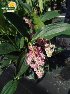 medinilla myriantha bloom