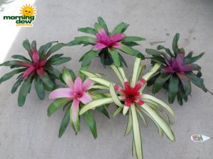 bromeliad neoregelia assorted