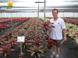 bromeliad neoregelia cookie