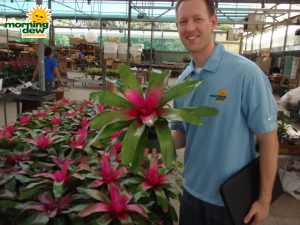 bromeliad neoregelia donna