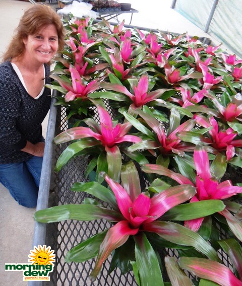 bromeliad neoregelia donna