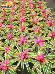 bromeliad neoregelia franca
