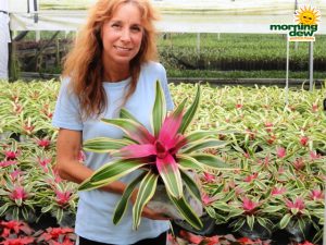 neoregelia franca bromeliad