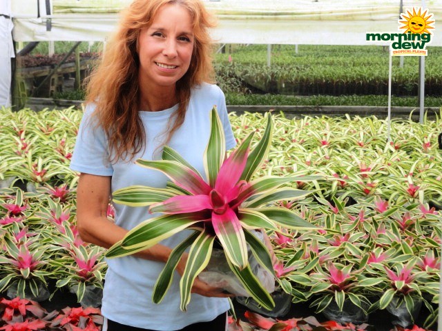 neoregelia franca bromeliad