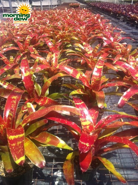 bromeliad neoregelia gazpacho