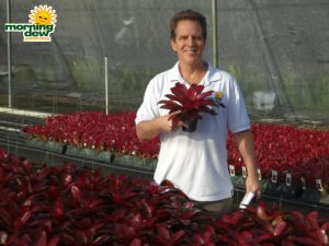 bromeliad neoregelia grapevine