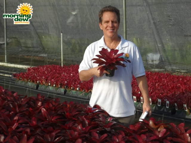 bromeliad neoregelia grapevine
