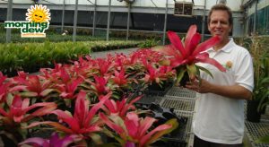 bromeliad neoregelia magali