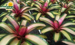 bromeliad neoregelia mendoza