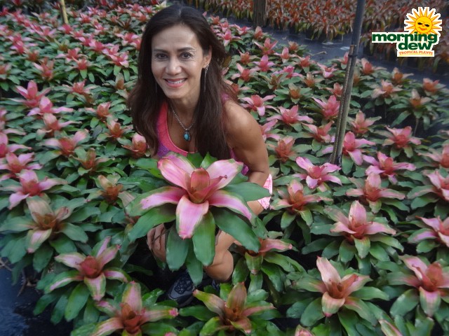 bromeliad neoregelia michi