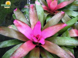 neoregelia nuance bromeliad