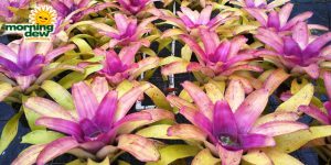 bromeliad neoregelia patricia