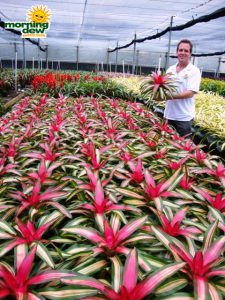neoregelia perfecta tricolor bromeliad